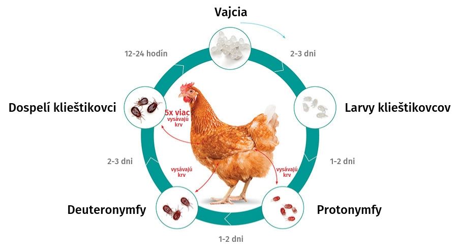 Životný kolobeh klieštikovcov